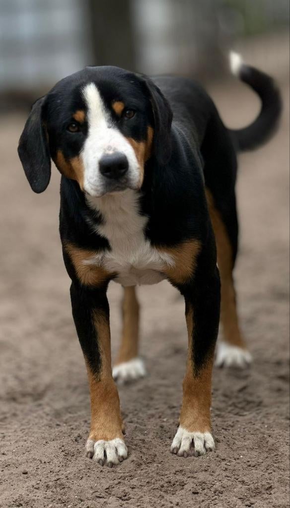 ENTLEBUCHER REU STAAT DER DEKKING soort kleine Berner sennen, Parvo, Reu, 1 tot 2 jaar, Buitenland