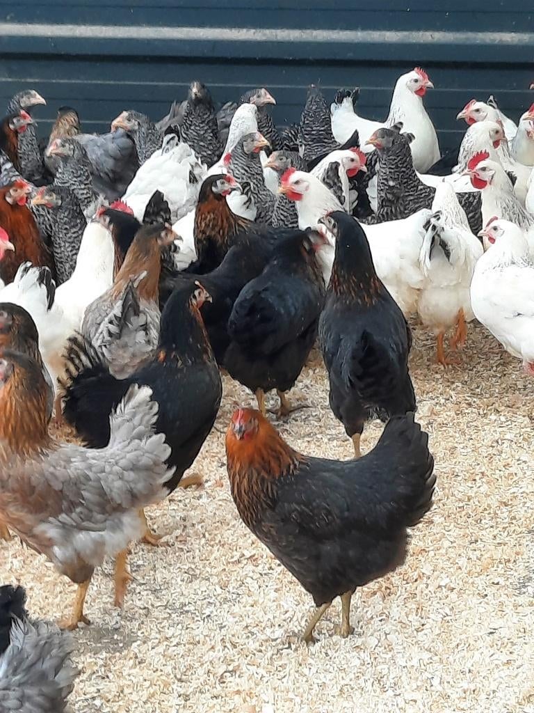 Er zijn weer volop jonge leghennen, diverse rassen, Dieren en Toebehoren, Pluimvee, Kip, Vrouwelijk
