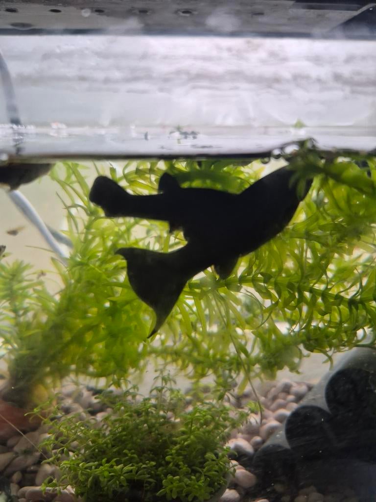 Zwarte visjes (molly), Vis