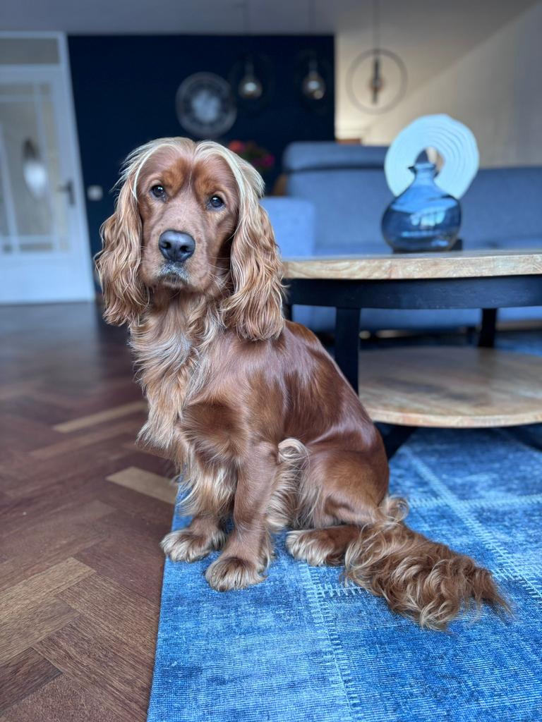 Raszuivere Rode Engelse Cocker Spaniel Dekreu – DNA Getest, Reu, 1 tot 2 jaar, Parvo, Eén hond