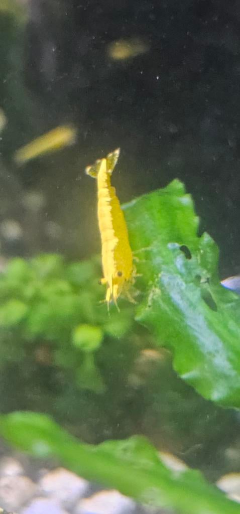 Yellow Fire Neon Backstripe HG garnaal., Kreeft, Krab of Garnaal, Zoetwatervis, Schoolvis