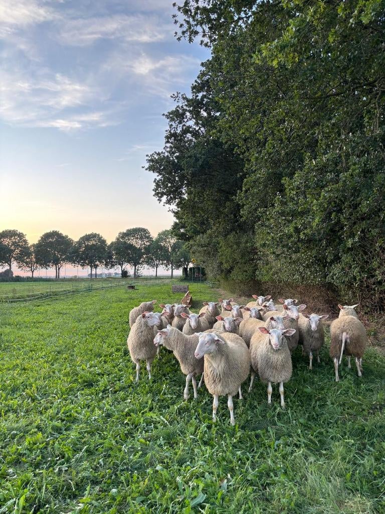 Schapenmelk, Dieren en Toebehoren, Vrouwelijk, Schaap, 0 tot 2 jaar