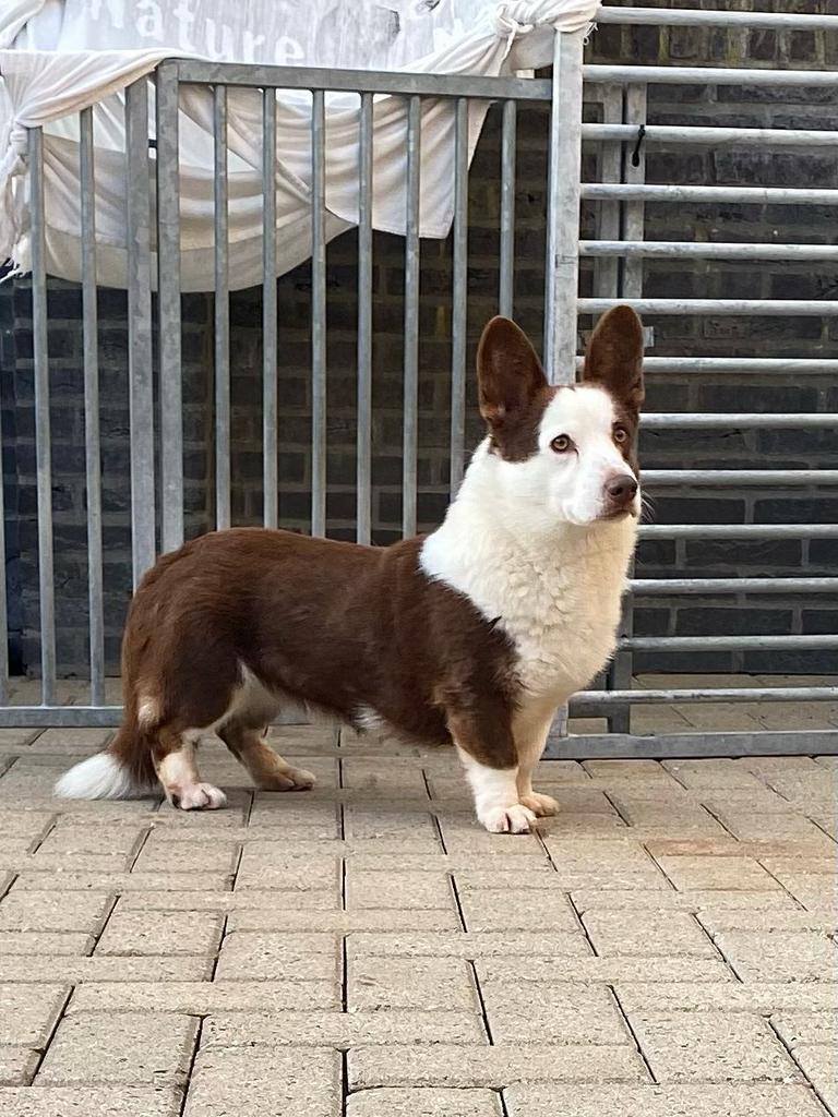 Welsh corgi cardigan dekreu, Dieren en Toebehoren, Parvo, Reu, Eén hond, 3 tot 5 jaar