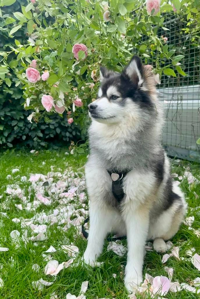 F1 Pomsky dekreu, Dieren en Toebehoren, Parvo, Eén hond, 3 tot 5 jaar, Nederland