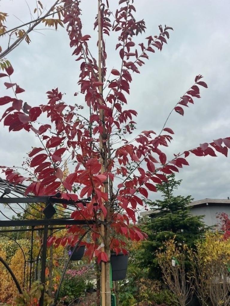LAGERSTROEMIA NATCHEZ, INDISCHE SERING grote maat!!!, Tuin en Terras, Overige soorten, Zomer, 400 cm of meer, Ophalen