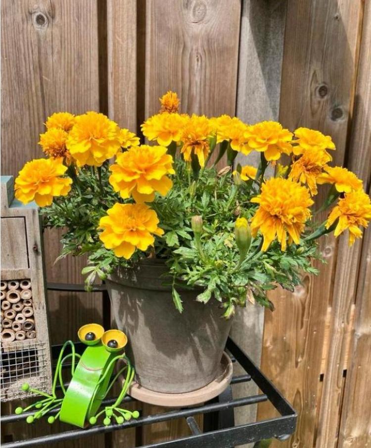 Tagetes Patula afrikaantjes geel zaden, Tuin en Terras, Bloembollen en Zaden, Volle zon, Ophalen of Verzenden