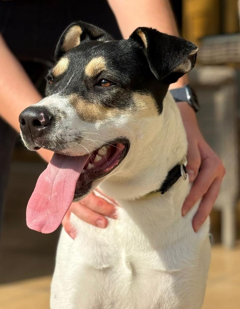 Richard 9 maanden, verblijf Cyprus, 15 weken tot 1 jaar, Buitenland, Parvo, Eén hond