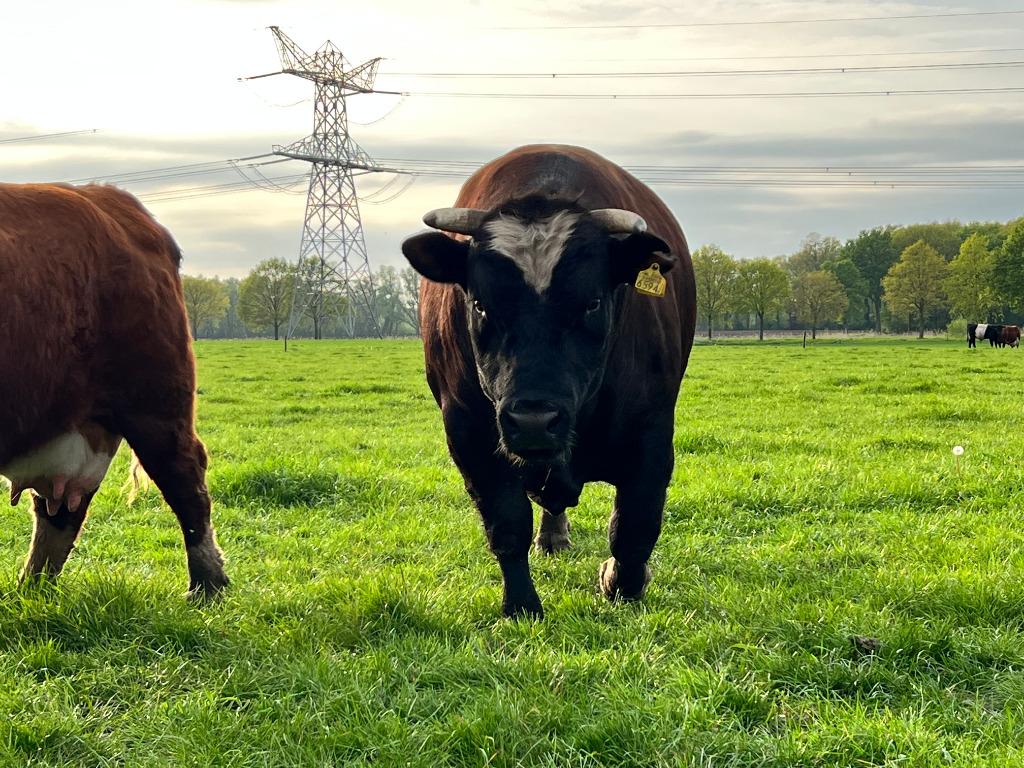 Vlees rechtstreeks van de boerderij, Ophalen