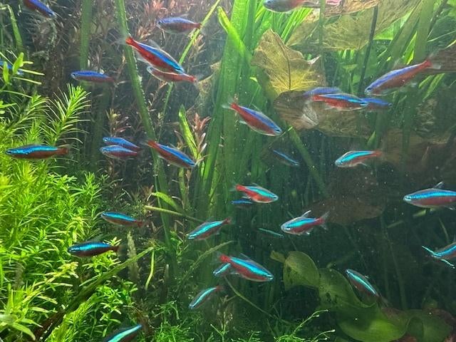 Kardinaal Tetra, Vis, Zoetwatervis, Schoolvis