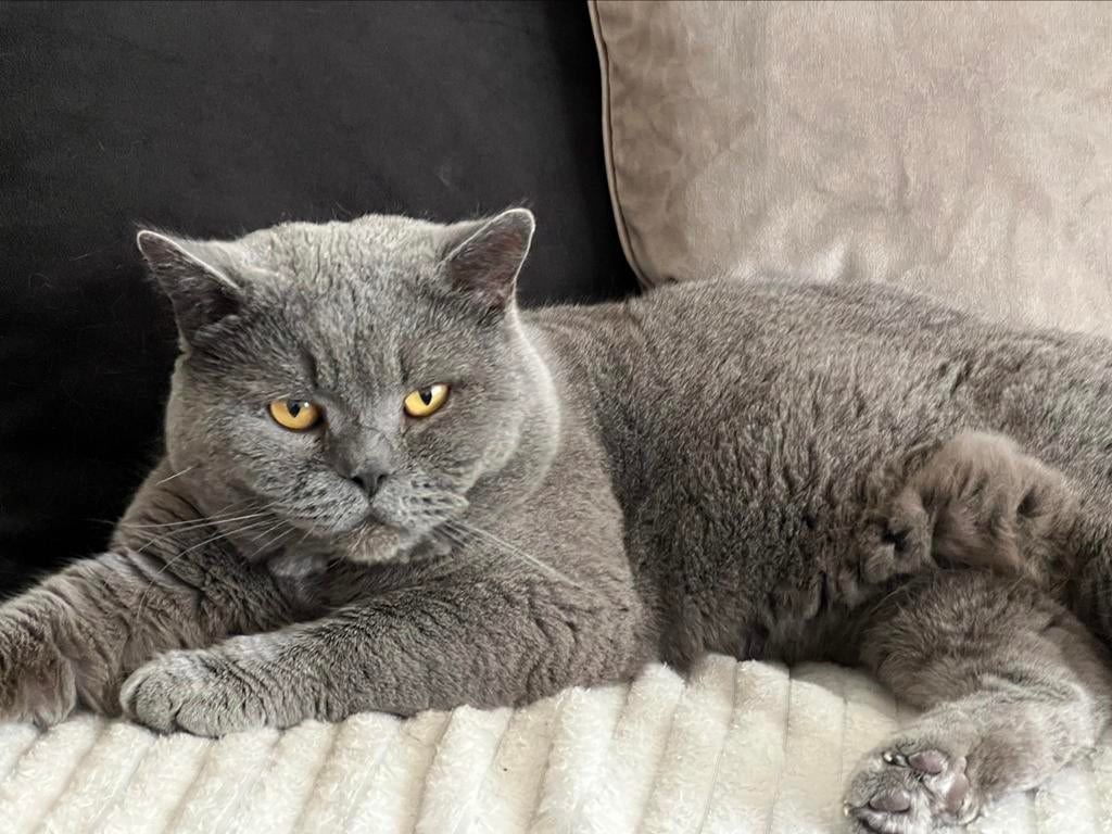 Britse Korthaar Dekkater MET DEKKINGGARANTIE, 0 tot 2 jaar