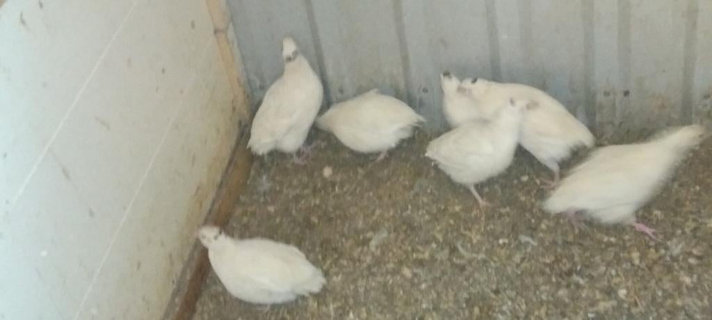 Broedeieren witteTexas kwartels, Dieren en Toebehoren, Pluimvee, Geslacht onbekend, Overige soorten