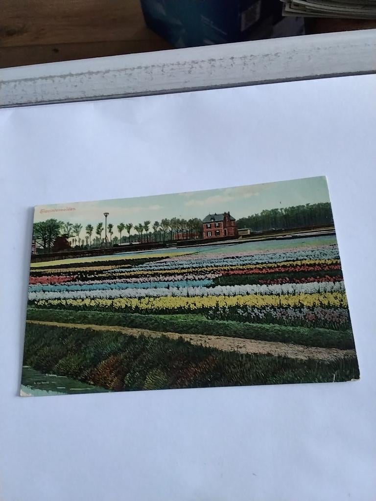 HILKEG9M. HYACINTEN VELDEN, Ophalen of Verzenden, Voor 1920, Zuid-Holland