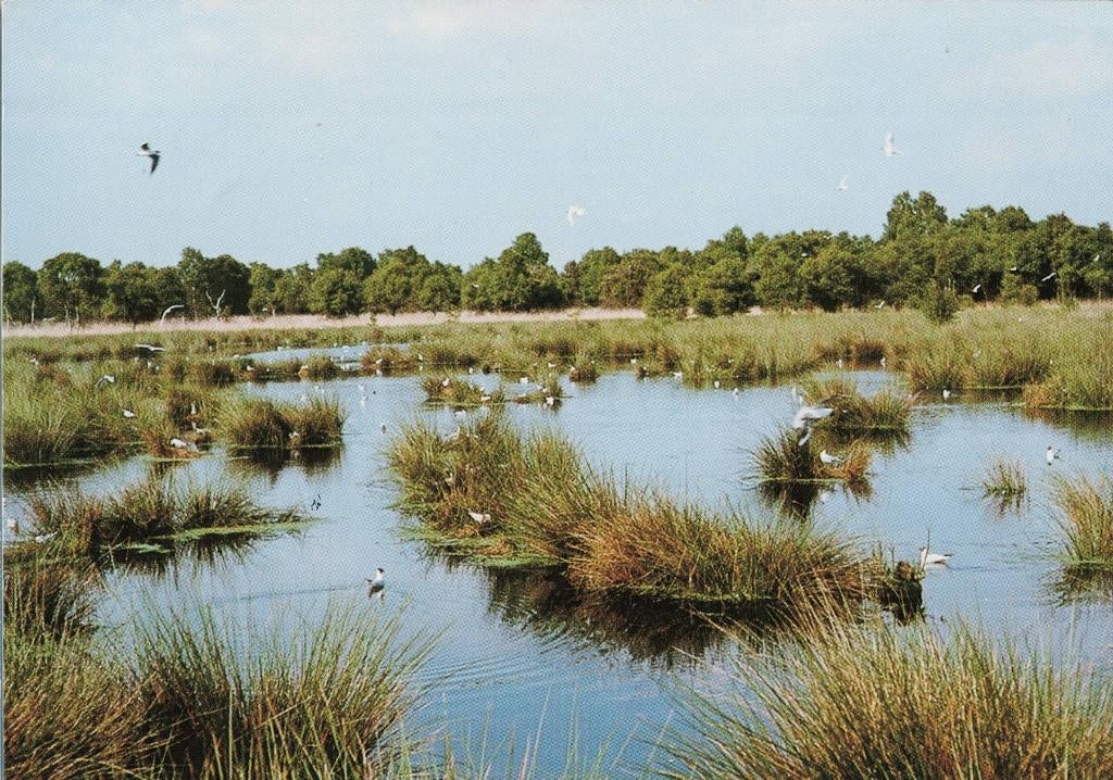 Meijel – Vogelbroedgebied ‘De Groote Peel’., Ophalen of Verzenden, 1980 tot heden, Gelopen, Limburg