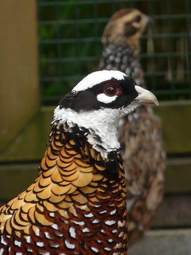 Koningsfazanten | Sierlijke fazant met lage staart!, Dieren en Toebehoren, Meerdere dieren, Overige soorten