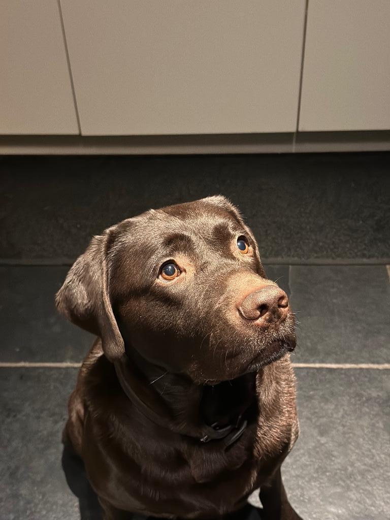 Dekreu bruine Labrador voor dekking maar niet te koop, Dieren en Toebehoren, Honden | Dekreuen, Reu, Eén hond, 3 tot 5 jaar, Nederland