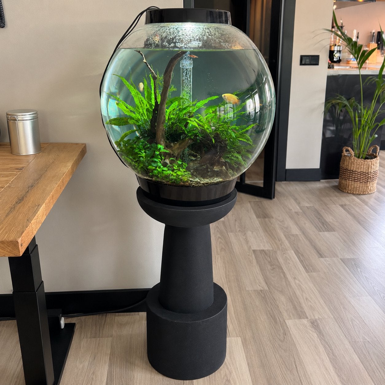 Oase BioOrb Classic 60 MCR + FilterPro + complete inrichting, Ophalen, Inclusief vissen, Oase, Gevuld zoetwateraquarium