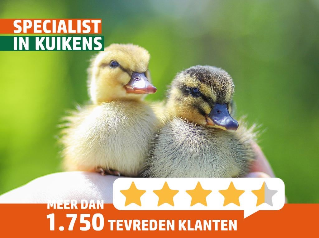 Oud Hollandse kwakers | Eendenkuikens | Gesekst