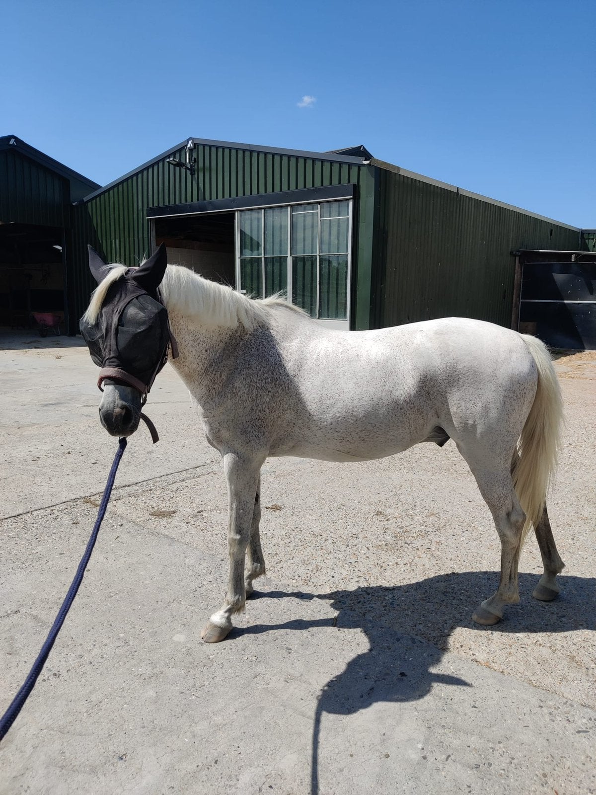 Lieve D pony te koop, B, Ruin, Dressuurpony, Ontwormd
