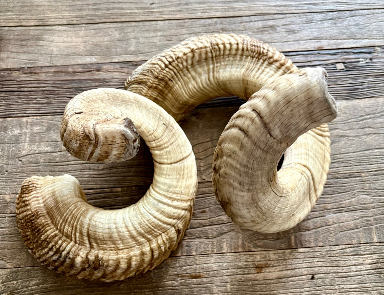 Hoorns merino schaap, Ophalen of Verzenden, Nieuw