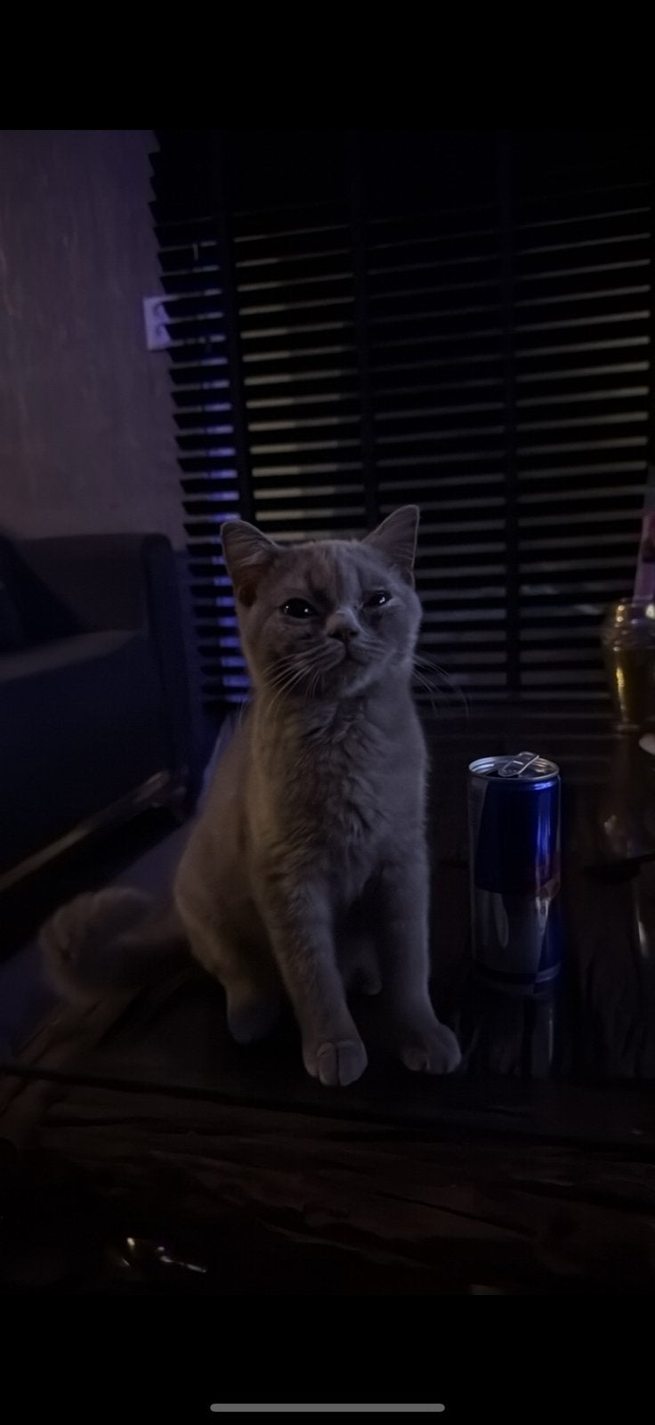 Britse kort haar kater, Kater