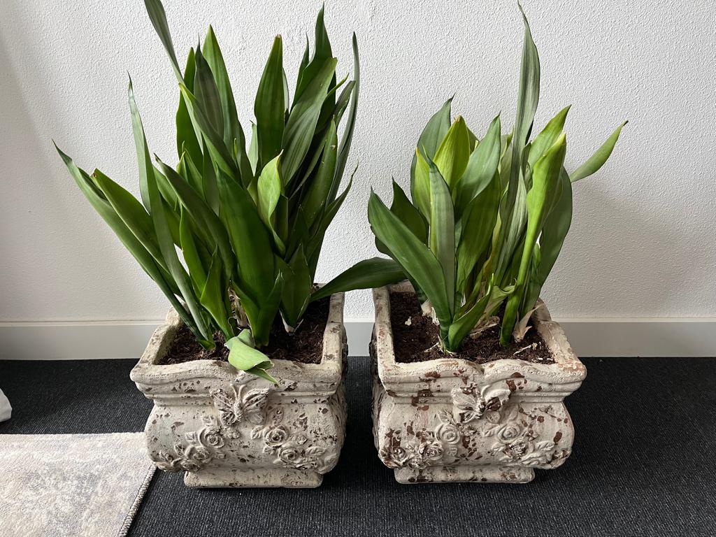 Sansevieria, Huis en Inrichting, Kamerplanten, Ophalen, Vetplant, Halfschaduw, In pot