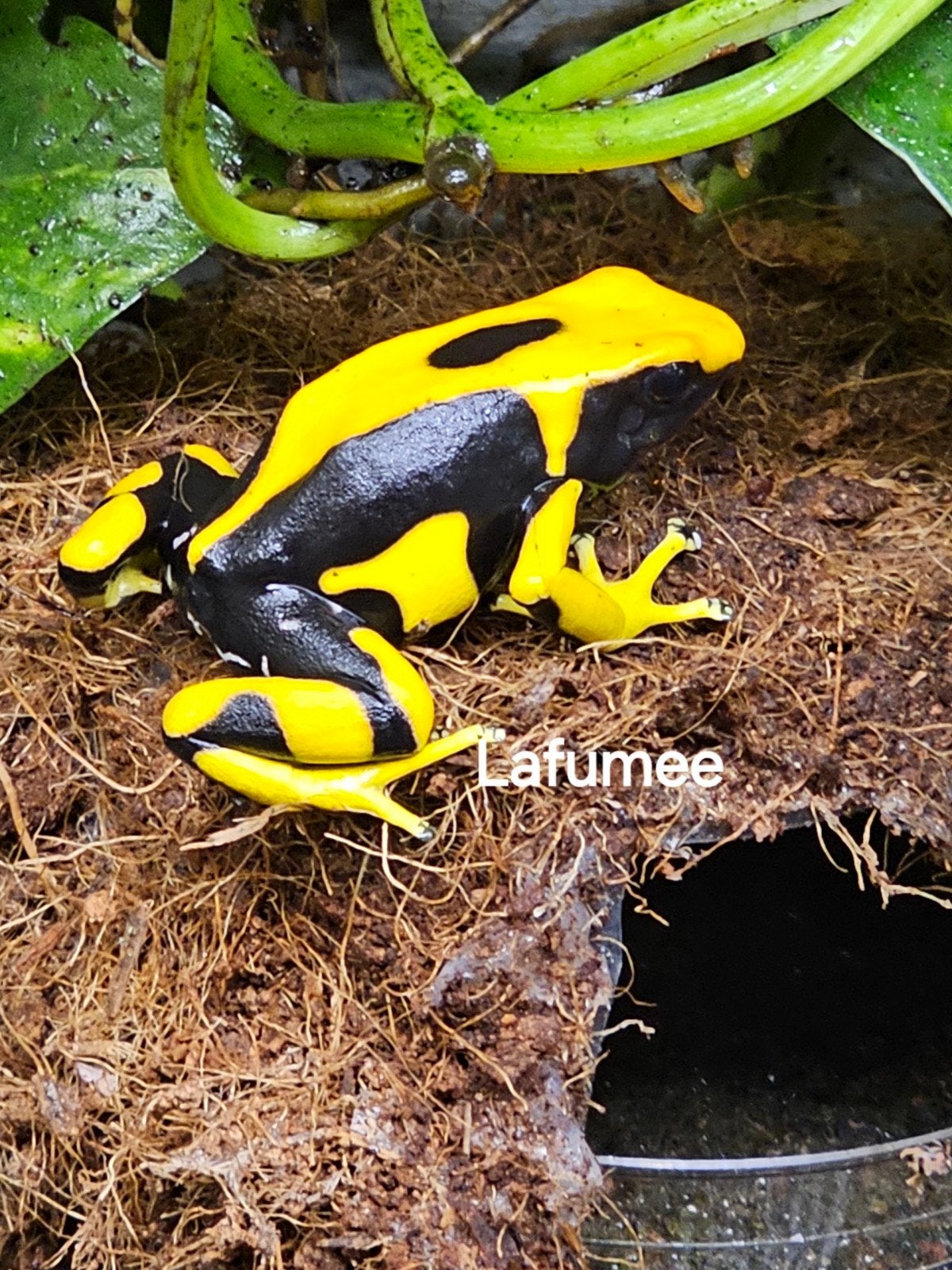 dendrobates tinctorius Lafumee