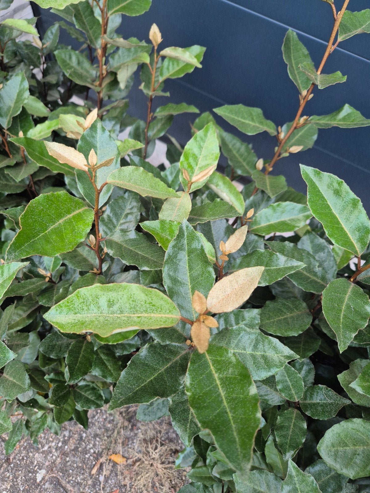 🌱Imposante Olijfwilg  elaeagnus ebbingei compacta haag heg, Ophalen, Overige soorten, Struik, 100 tot 250 cm