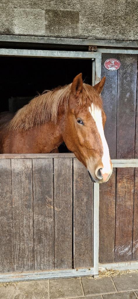 Onbeleerde 3 jarige ruin, Gechipt, Ruin, Dressuurpaard, 3 tot 6 jaar