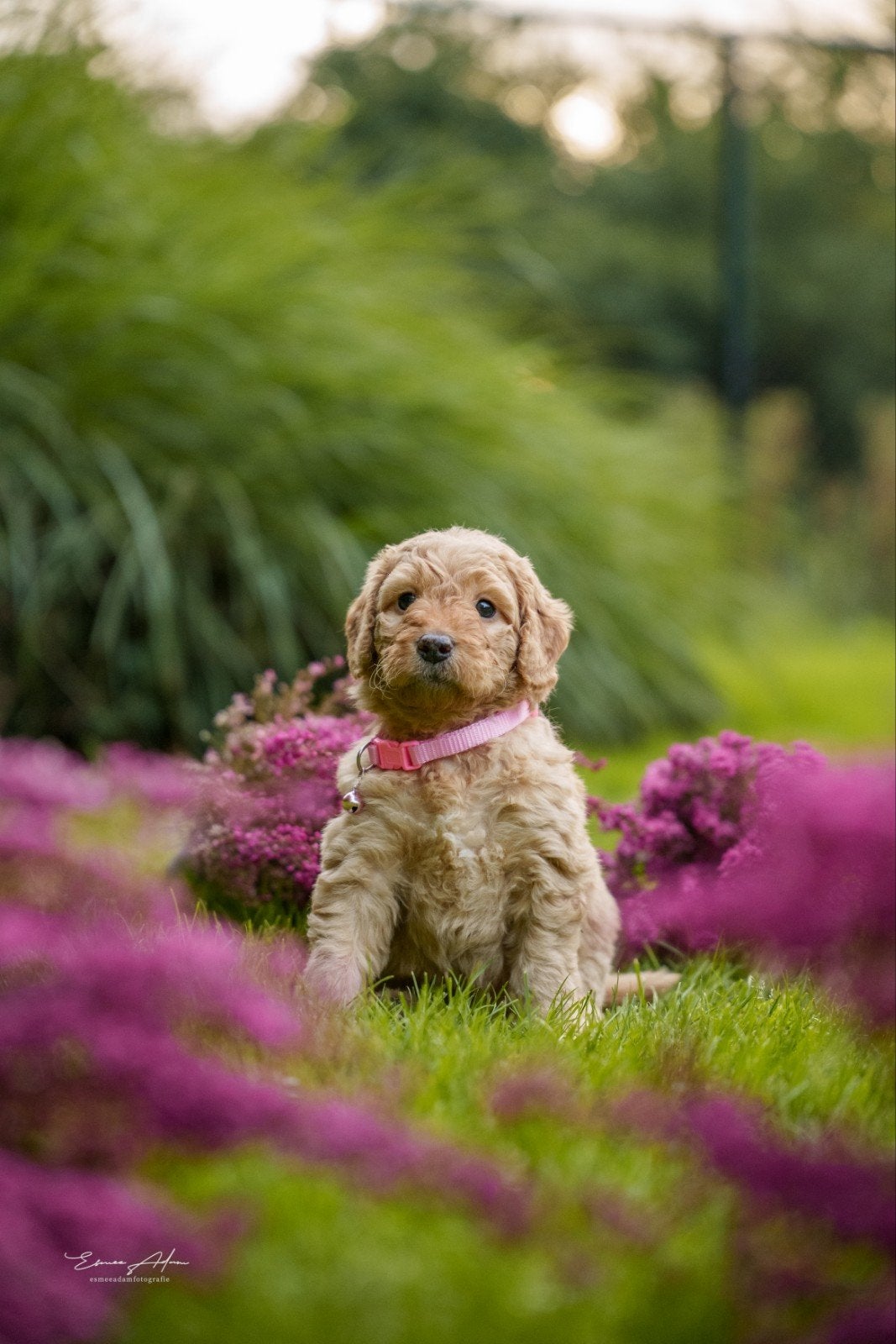 Multigen Bernedoodle Medium pups – 6 weken – enkele beschikb, Overige rassen, CDV (hondenziekte), 8 tot 15 weken, Meerdere