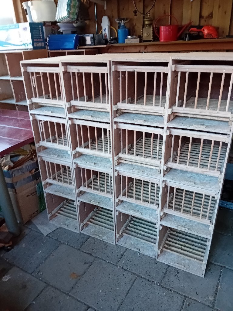 Weduwduivinnen bakken, Dieren en Toebehoren, Vogels | Duiven, Meerdere dieren, Postduif