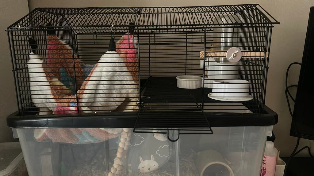 2 hele lieve ratjes inclusief kooi, Dieren en Toebehoren, Knaagdieren, Mannelijk, Rat, December, Tam