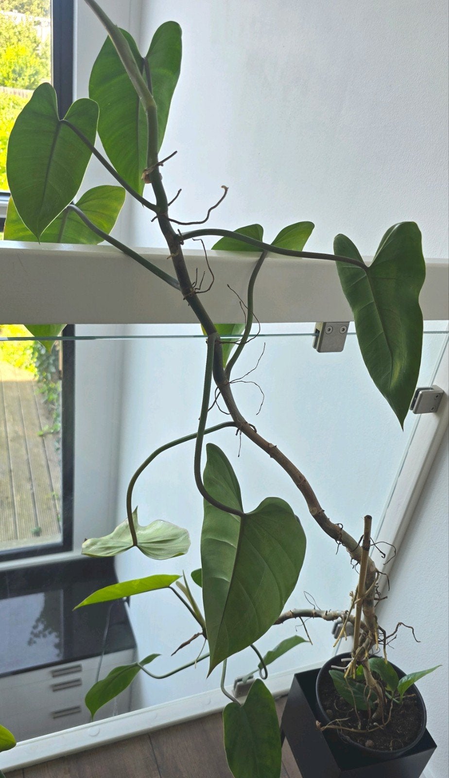 Groene Emerald Philodendron in goede staat, Ophalen, Overige soorten, Halfschaduw, In pot