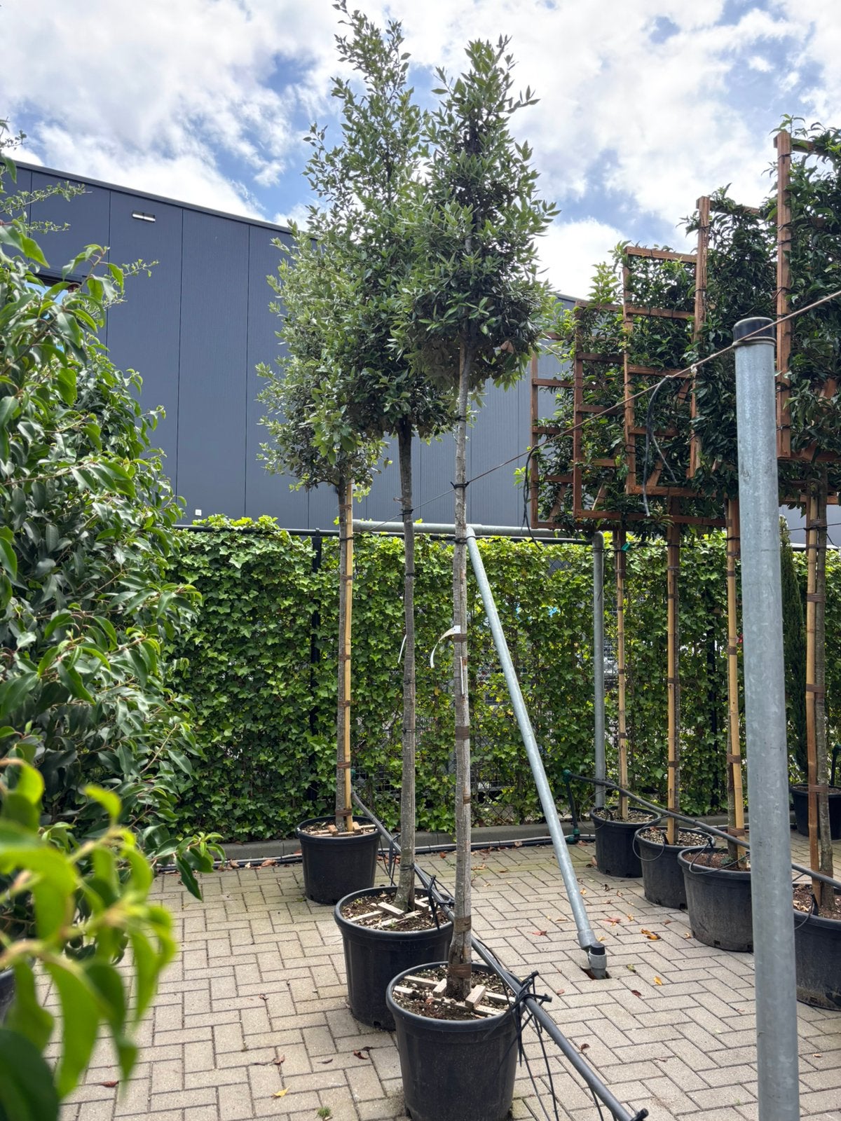 Quercus ilex - steeneik 200 cm stam, Bloeit niet, Overige soorten, 250 tot 400 cm, Ophalen