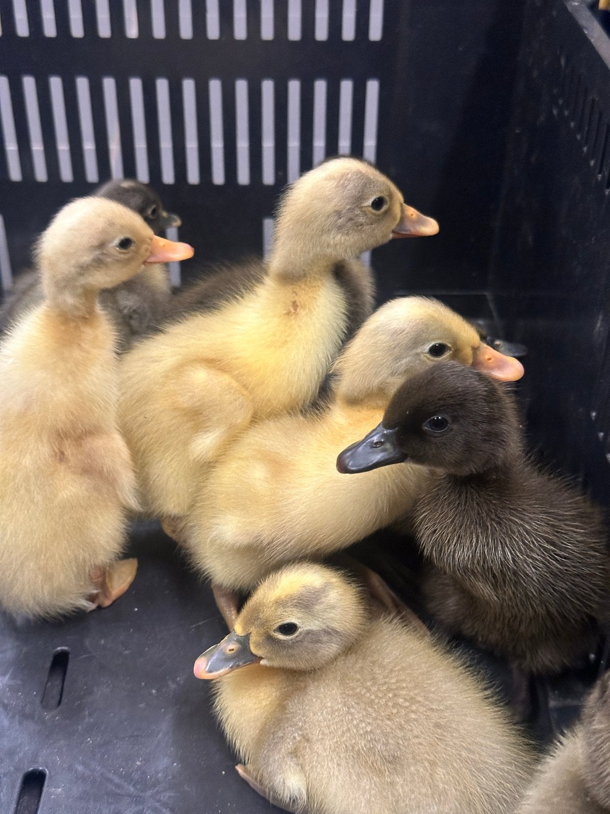 Indische loopeenden te koop – per 2 of alle 9 samen, Dieren en Toebehoren, Pluimvee, Meerdere dieren, Eend