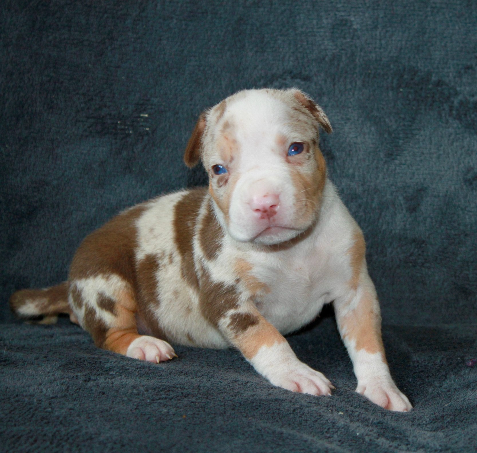American bully XL Tri Color Merle (lees beschrijving goed), Dieren en Toebehoren, Parvo, 8 tot 15 weken, Groot, Meerdere