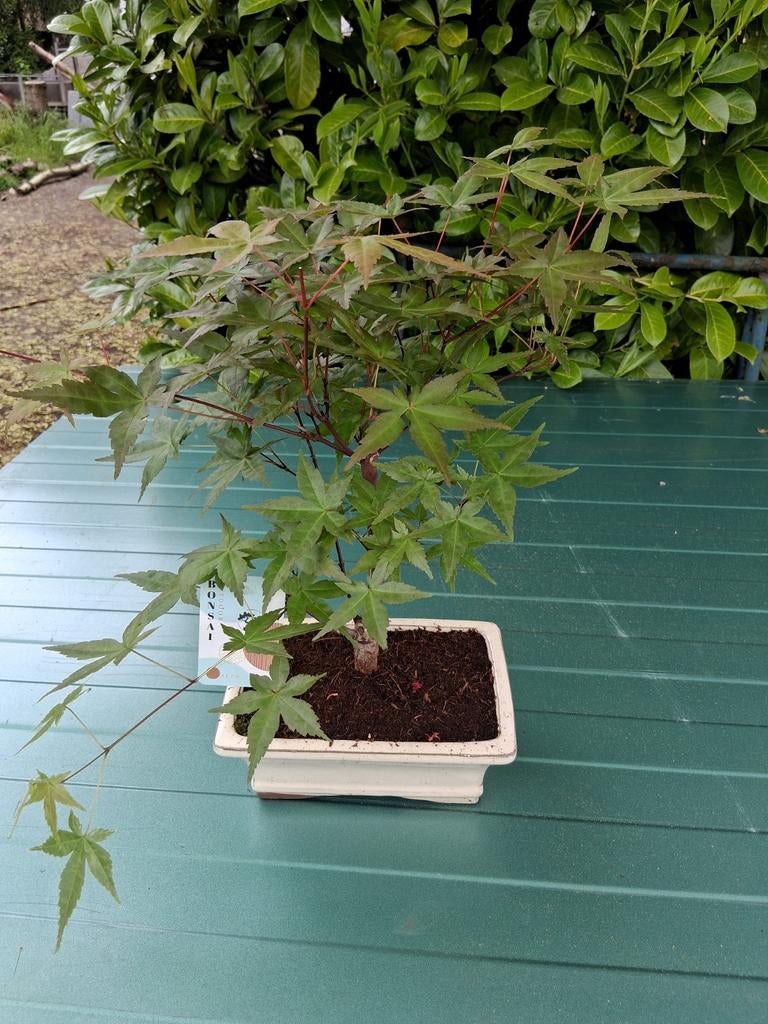 Div acer esdoorn bonsai, Ophalen of Verzenden, Bloeit niet, Overige soorten, Halfschaduw