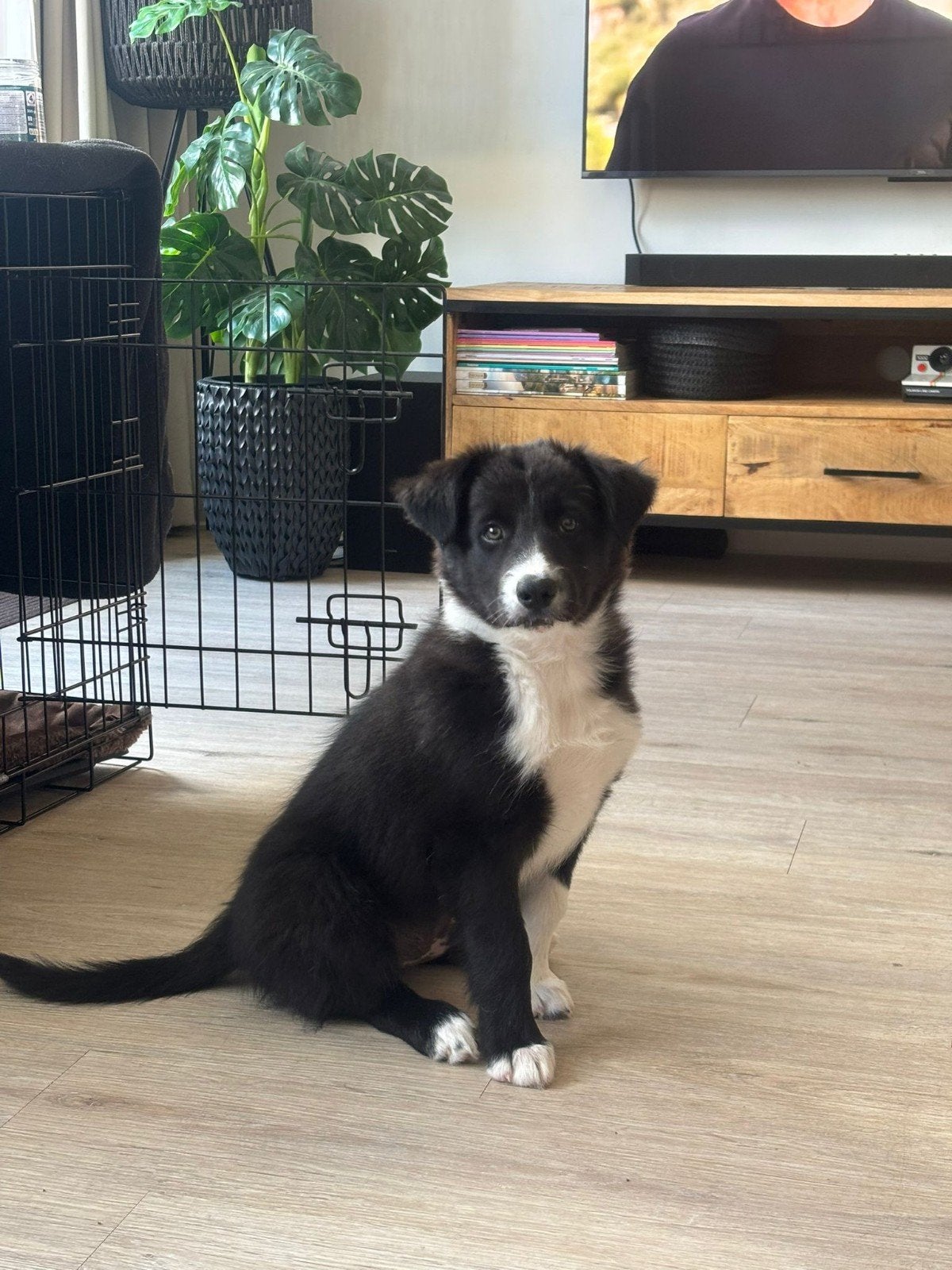 Border Collie pup Jazz (reu, 14 weken) zoekt blijvend thuis, Parvo, Reu, 8 tot 15 weken, Eén hond