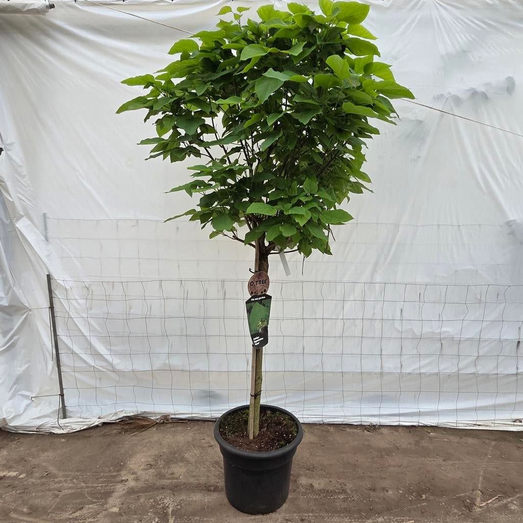 Bolcatalpa Catalpa bignonioides 'Nana', Tuin en Terras, Bloeit niet, 100 tot 250 cm, Ophalen, Volle zon