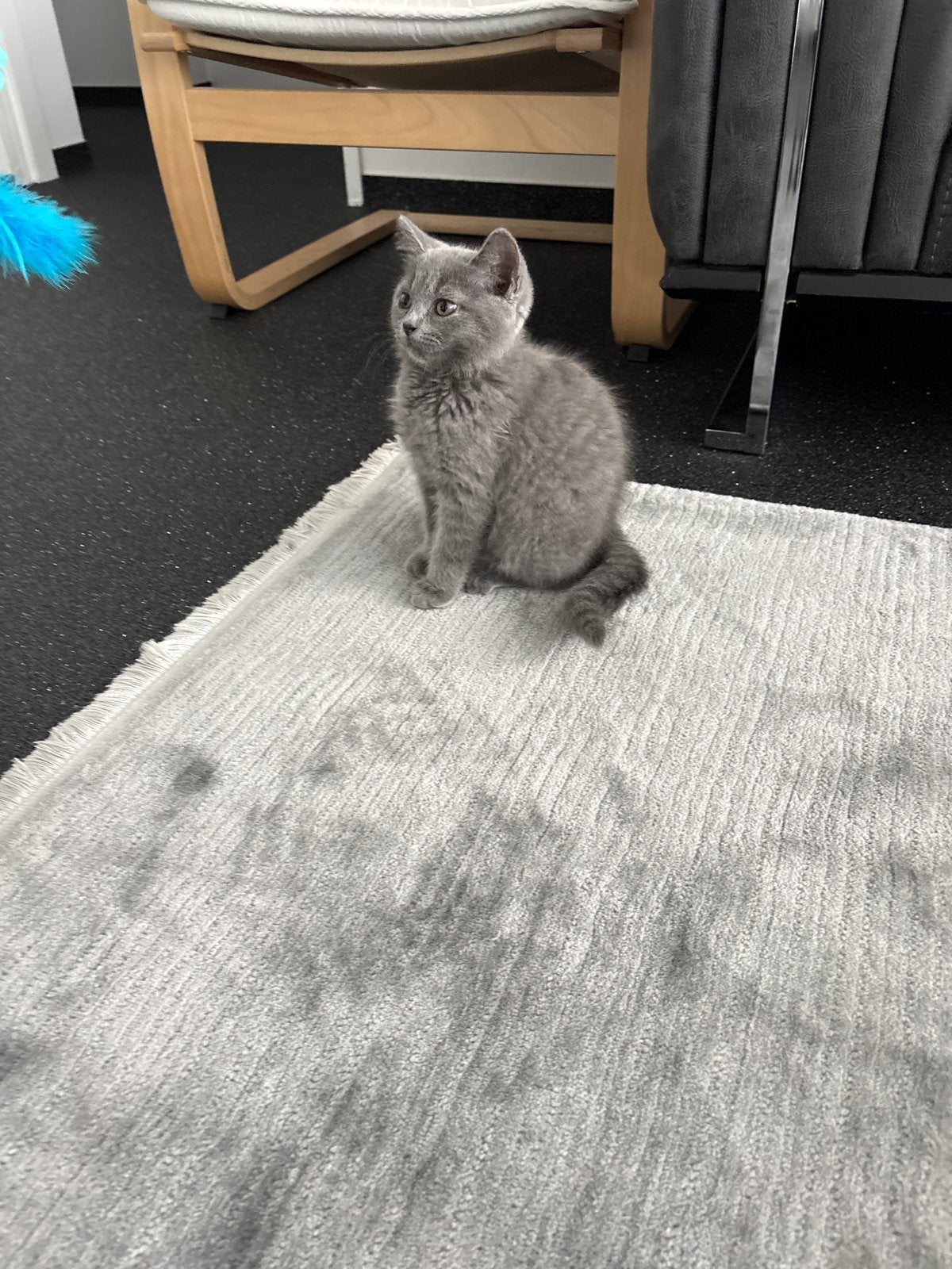 Britse korthaar mannetje, Dieren en Toebehoren, Katten en Kittens | Overige Katten, Kater