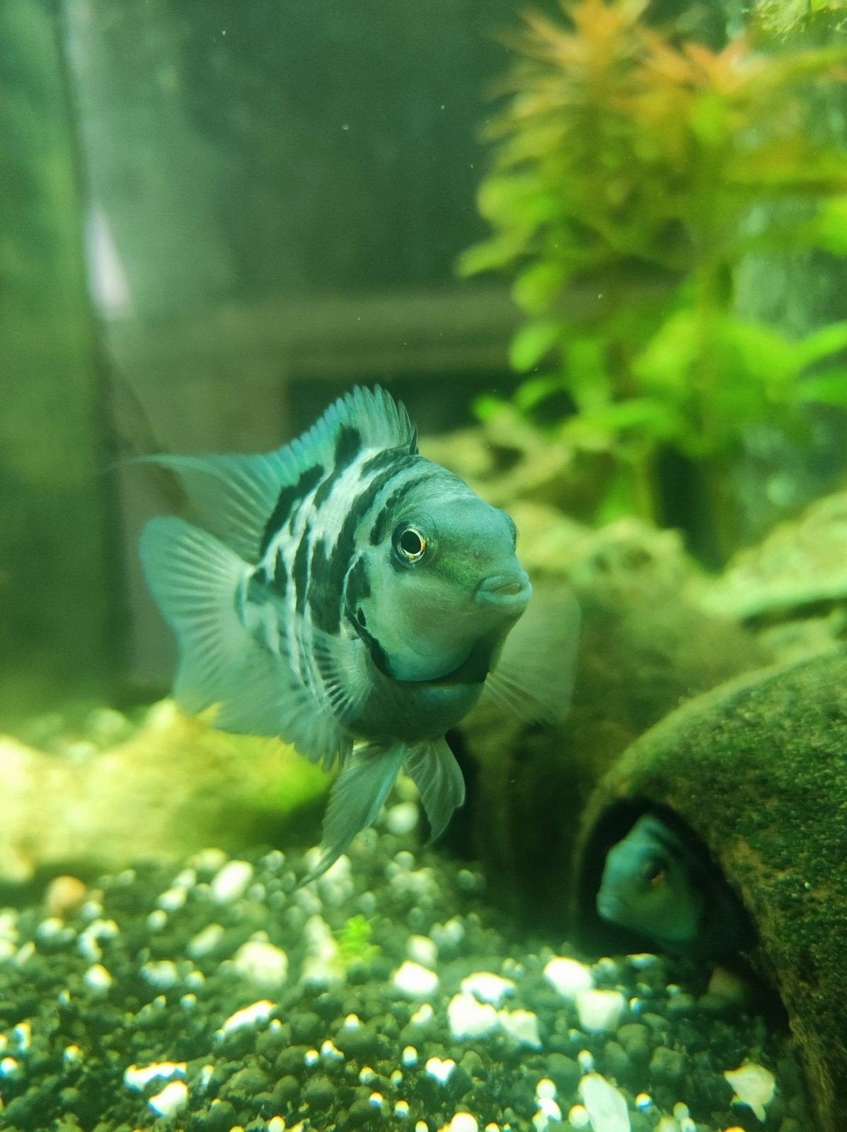 poaler blue cichliden, Dieren en Toebehoren, Vis, Zoetwatervis