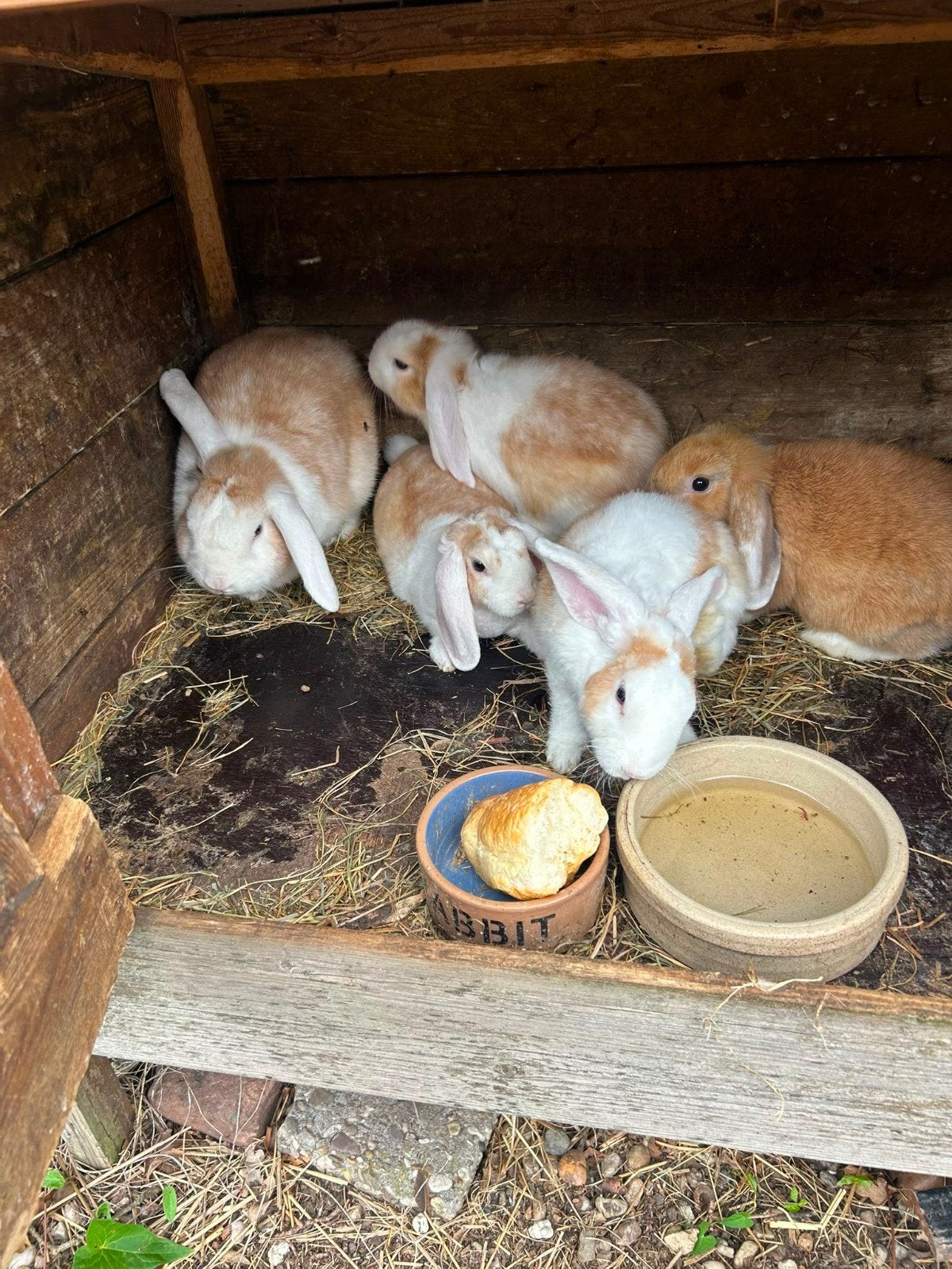 5 Rex hangoor konijntjes, Dieren en Toebehoren, Konijnen, Hangoor