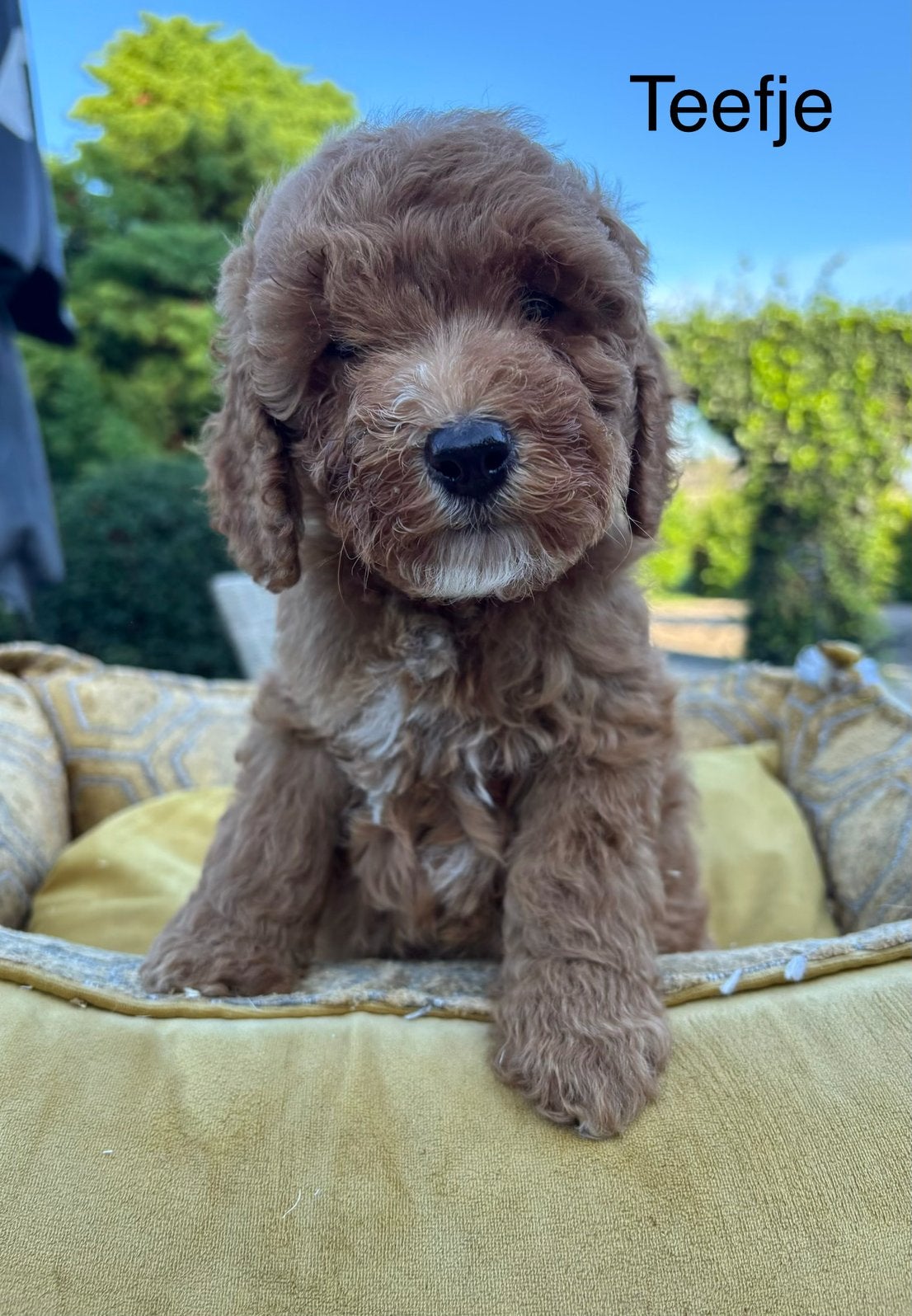 Labradoodle pups medium, Nederland, Overige rassen, 8 tot 15 weken, Meerdere