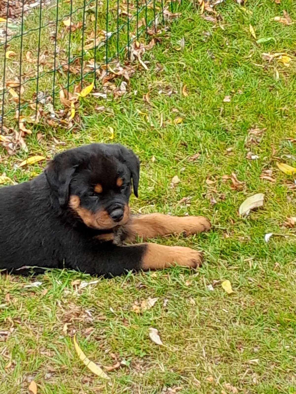 Rottweiler pups, Dieren en Toebehoren, Meerdere, Meerdere dieren, 3 tot 5 jaar, Nederland
