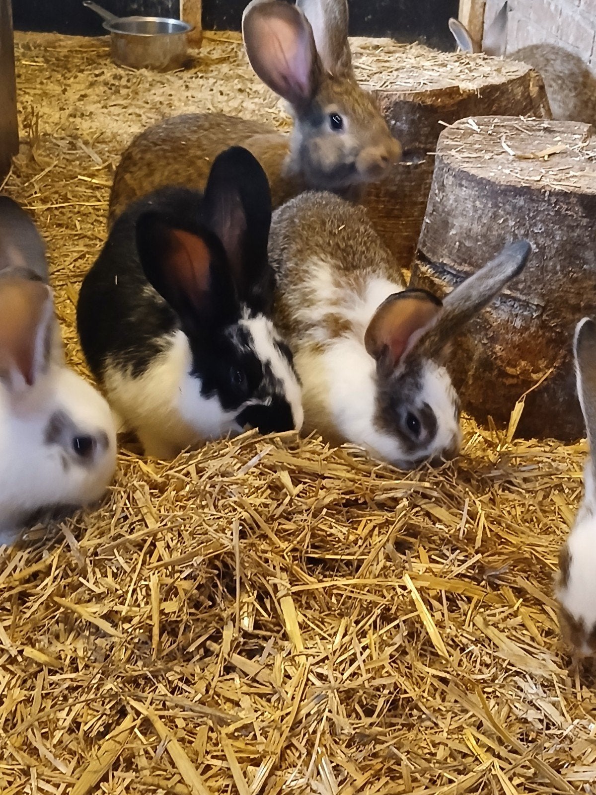 Konijnen tam. Middel groot ras, Dieren en Toebehoren, Meerdere dieren