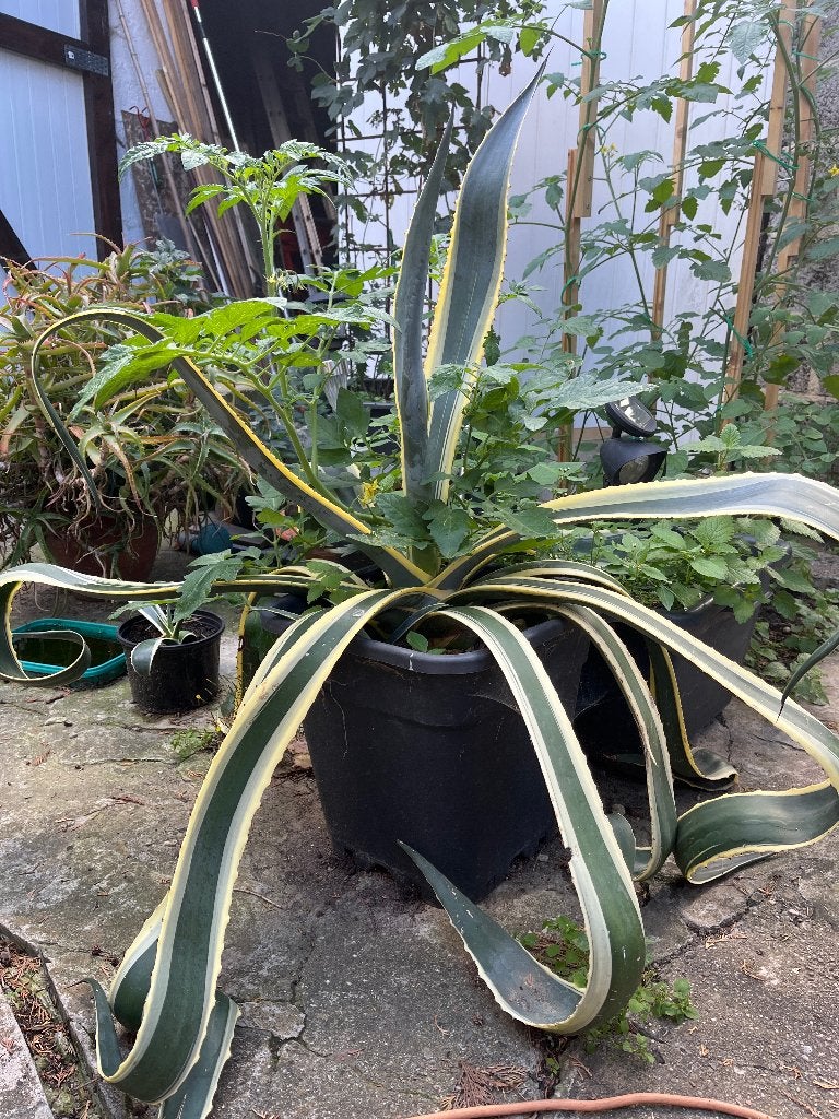 Agave plant, Volle zon, Vaste plant, Bloeit niet, Ophalen