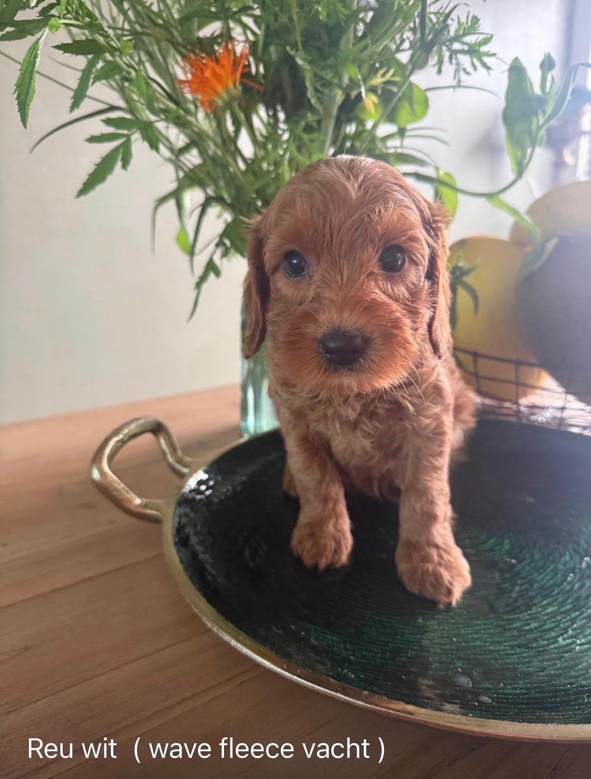 Mini Australian labradoedel, Dieren en Toebehoren, Reu, 8 tot 15 weken, Parvo, Meerdere