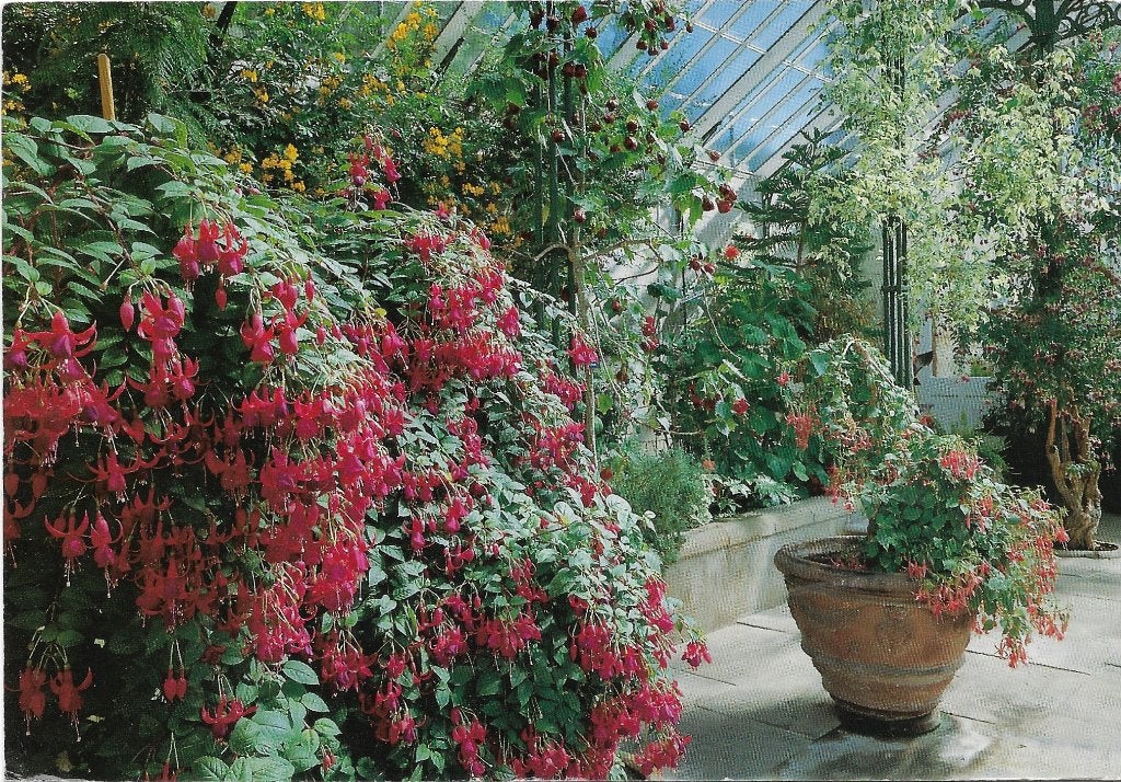 Ansichtkaart  Cambo (Eng)	Wallington	The Conservatory	NT, Verzenden, 1980 tot heden, Gelopen, Engeland