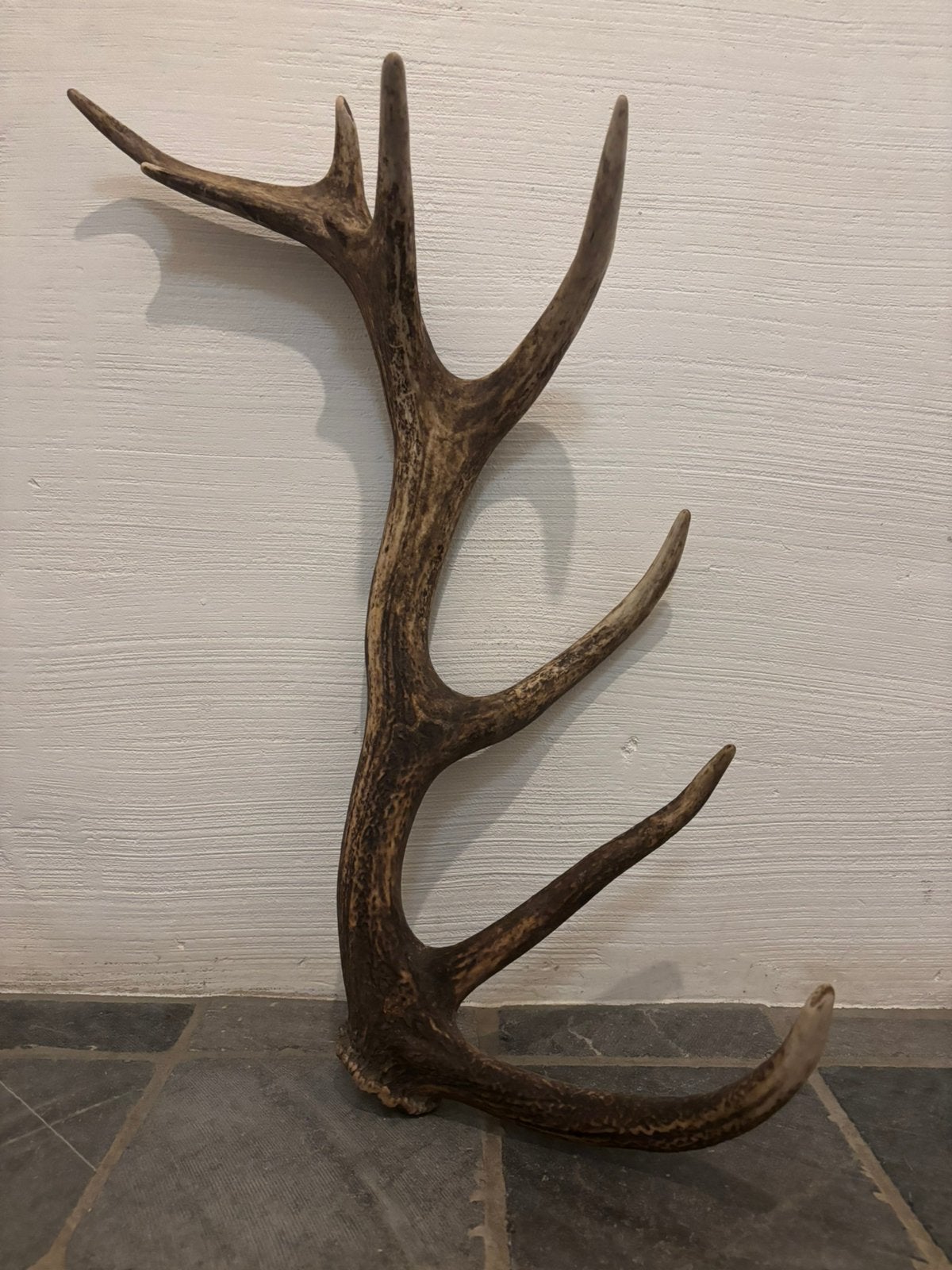 Fraai los gewei hert stang 16 ender 70 cm taxidermie, Ophalen of Verzenden, Zo goed als nieuw, Hert, Gewei of Kop