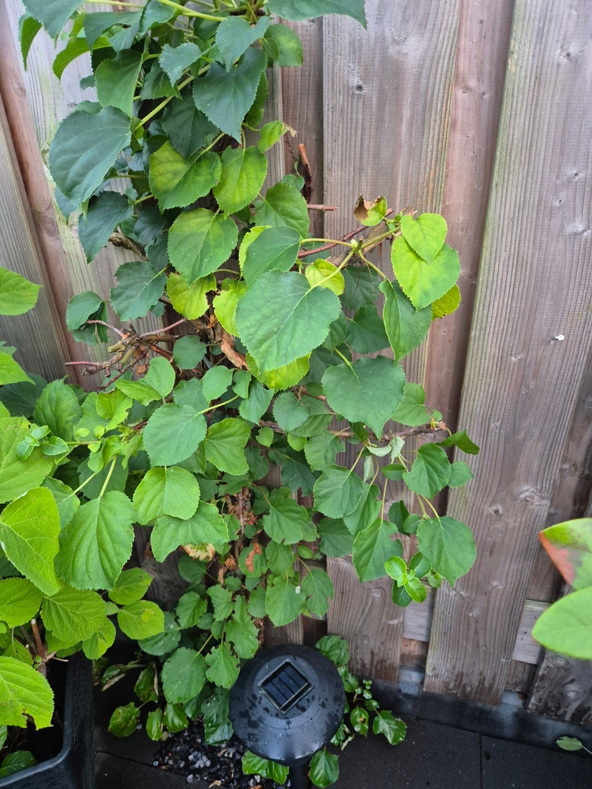 4 x klimhortensia de hortensia er zelf uit halen., Tuin en Terras, Ophalen, Minder dan 100 cm, Overige soorten, Zomer