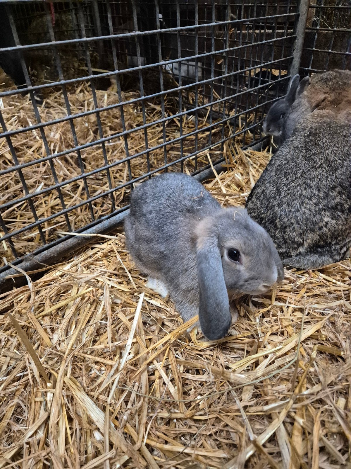super mooie en lieve hangoor konijntjes., Meerdere dieren, Middelgroot, Hangoor, 0 tot 2 jaar